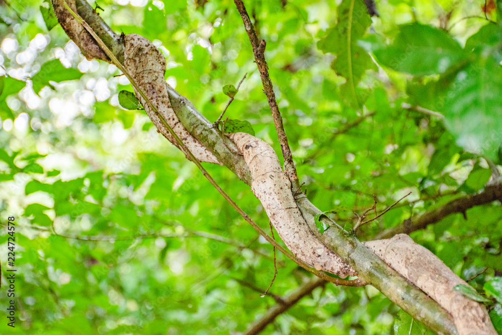 The trunk of the tree has roots around it The trunk of the tree has roots around it