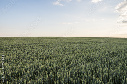 Young green wheat field with evening sunset sky. Ripening ears wheat. Agriculture. Natural product. Agricaltural landscape.
