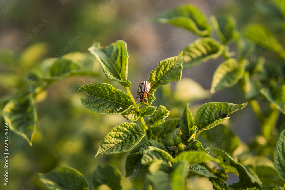Colorado beetle on a sheet of potato bush in the garden. A dangerous pest for agriculture. Macro. Colorado beetle on a sheet of potato bush in the garden. A dangerous pest for agriculture. Macro.