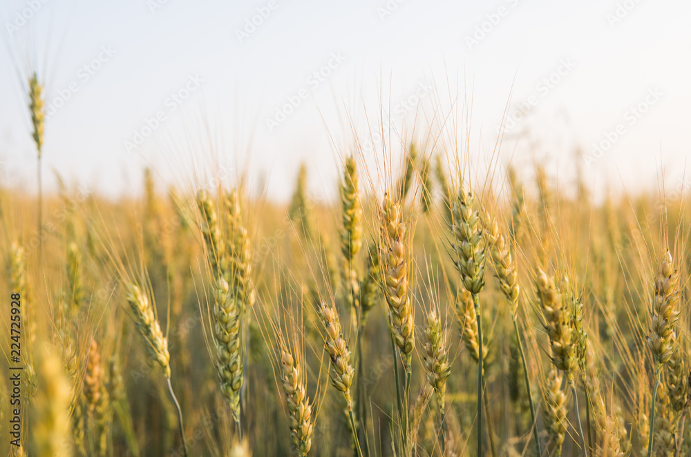 Yellow and green young wheat ears on a field. Ripening ears wheat. Agriculture. Natural product.