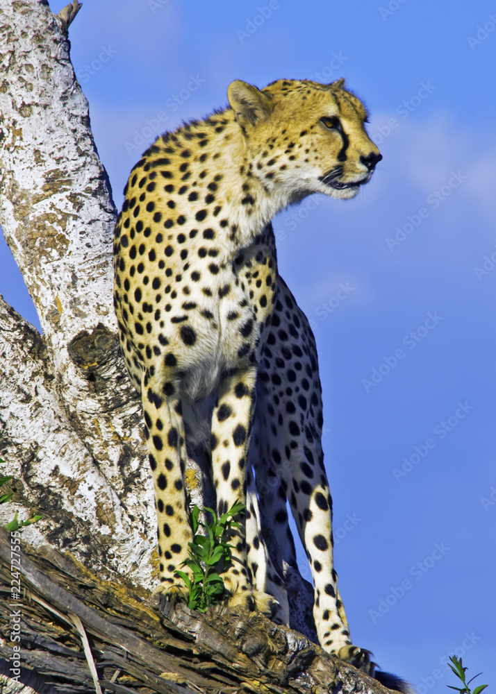 Fototapeta premium Cheetah