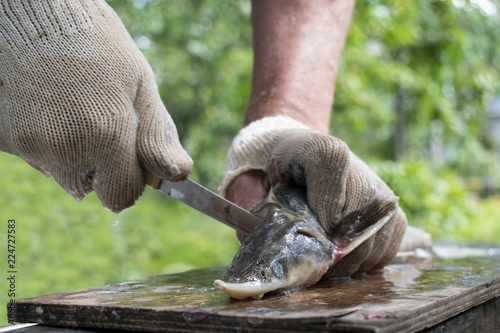 A male chef uses a knife to fillet a raw Sterlet fish on a wooden cutting board on open air. Man with hands in gloves prepare and cook fresh meal on garden grill