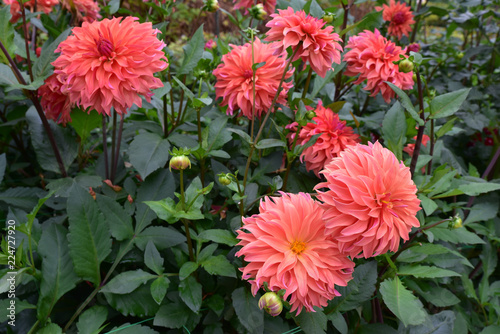 Fototapeta Naklejka Na Ścianę i Meble -  Dahlia rose