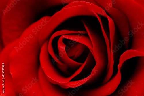 Close up of a red rose