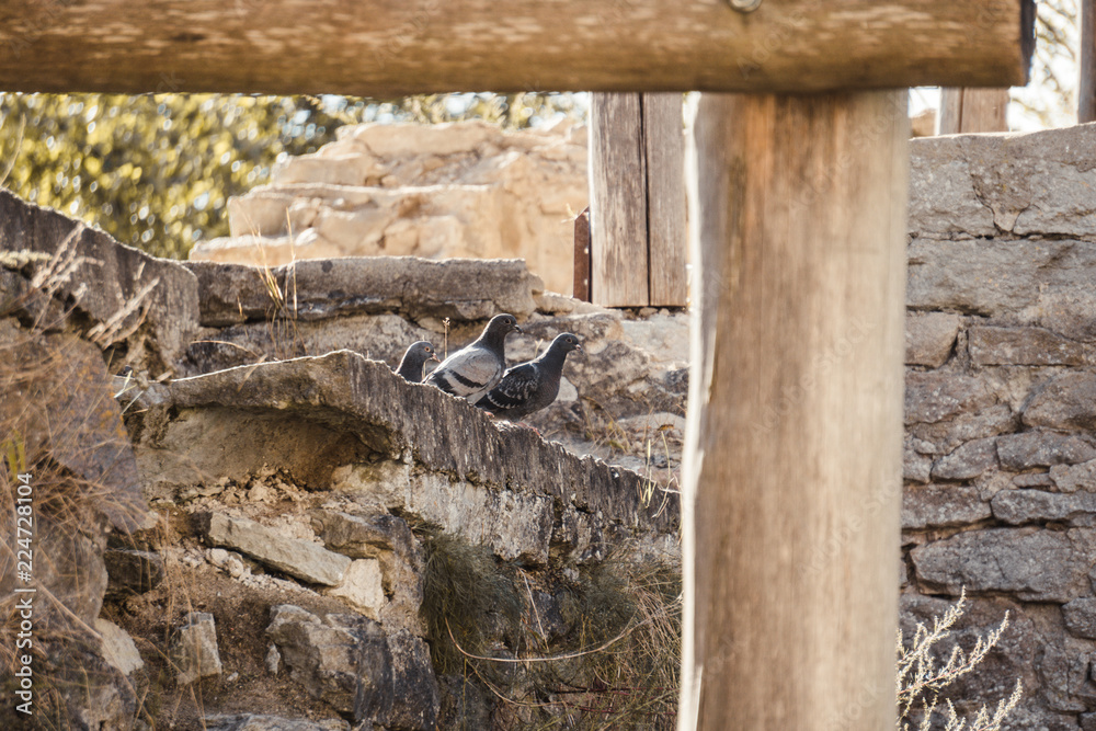 Obraz premium Pigeons on the stone wall of an ancient monastery destroyed during the Livonian War in the Middle Ages