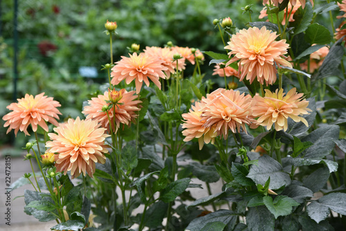 Fototapeta Naklejka Na Ścianę i Meble -  Dahlia orange