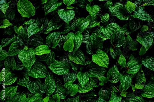 beautiful green betel leaves texture background photo