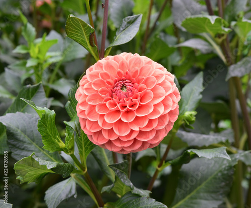 Fototapeta Naklejka Na Ścianę i Meble -  Dahlia rose
