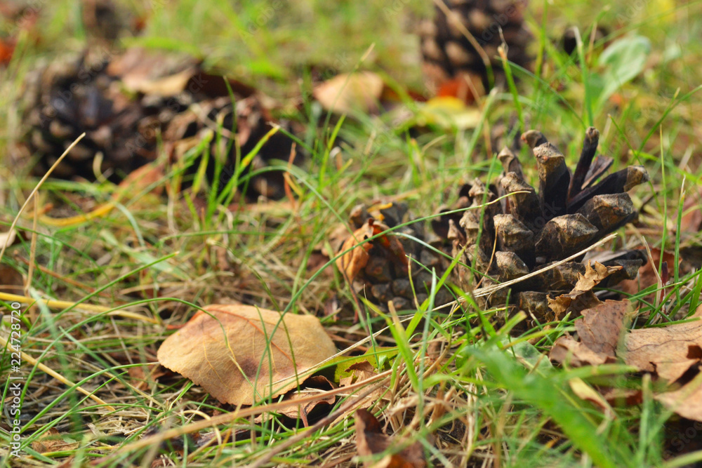 cones and yellow and orange leaves on the grass foreground cones and yellow and orange leaves on the grass foreground