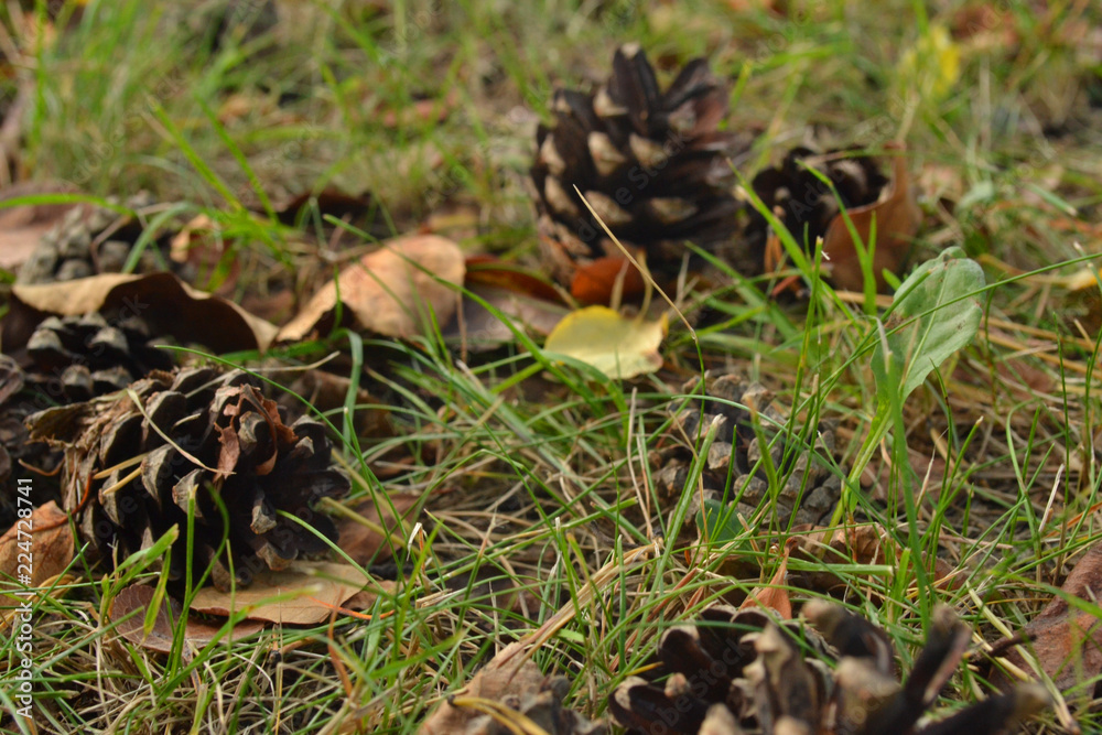 cones and yellow and orange leaves on the grass in the forest in the foreground cones and yellow and orange leaves on the grass in the forest in the foreground
