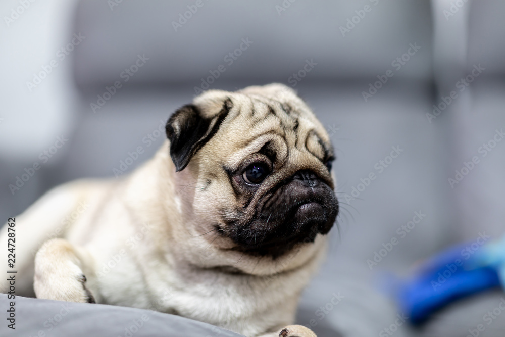 cute dog pug breed have a question and making funny face feeling so happiness and fun,Selective focus,Friendship Concept