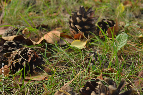cones and yellow and orange leaves on the grass in the forest in the foreground