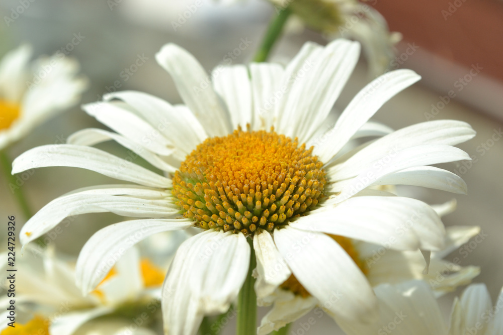 Obraz premium chamomile closeup