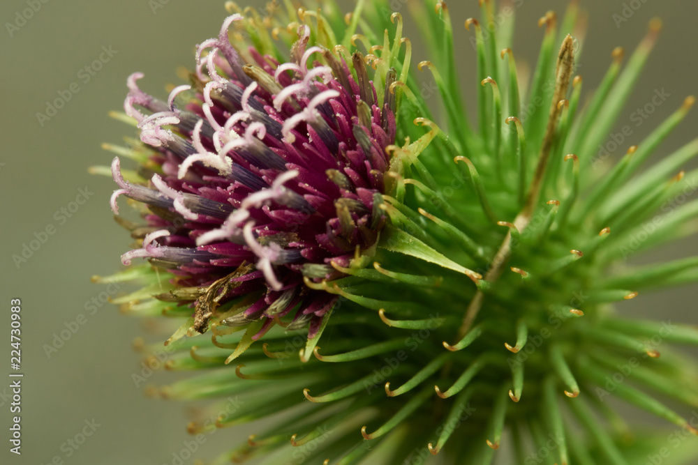 Distelblüte Distelblüte