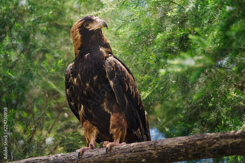 Golden eagle looking around. A majestic golden eagle takes in its surroundings from its spot among greens photo