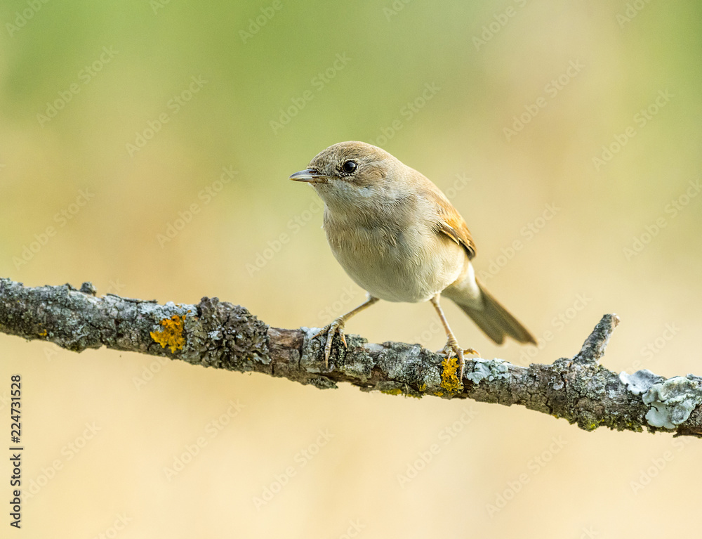 Naklejka premium garden warbler Sylvia borin