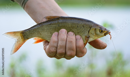 Vászonkép Ide (Leuciscus idus) with a fishhook and a bait in a mouth is on a blurred background