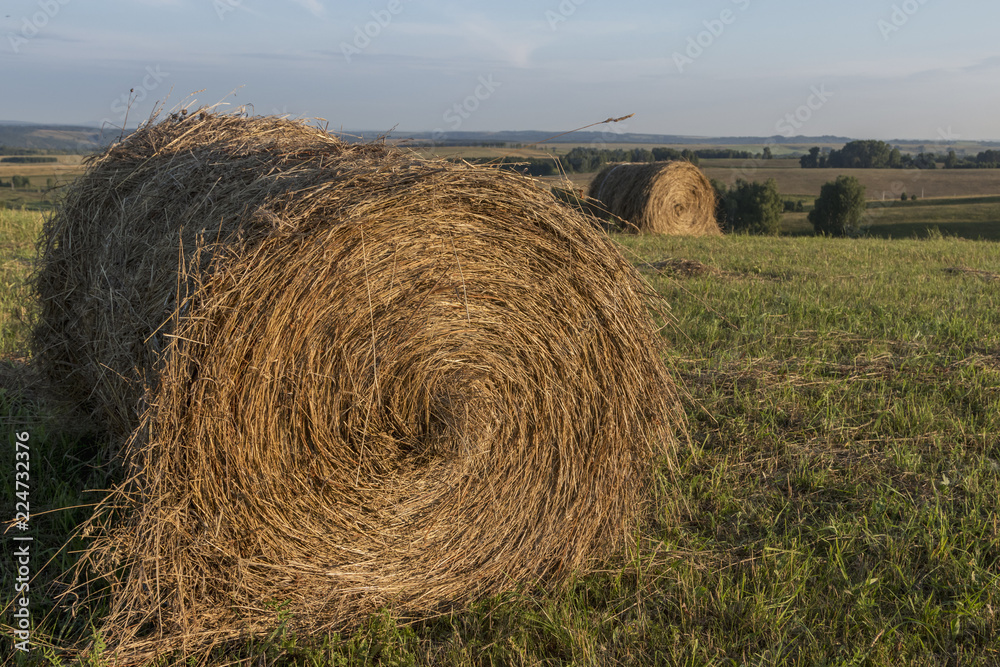 Hay bale on the field on a sunny day. Landscape with golden hay, blue sky, green trees. Harvesting in the fall in Russia.