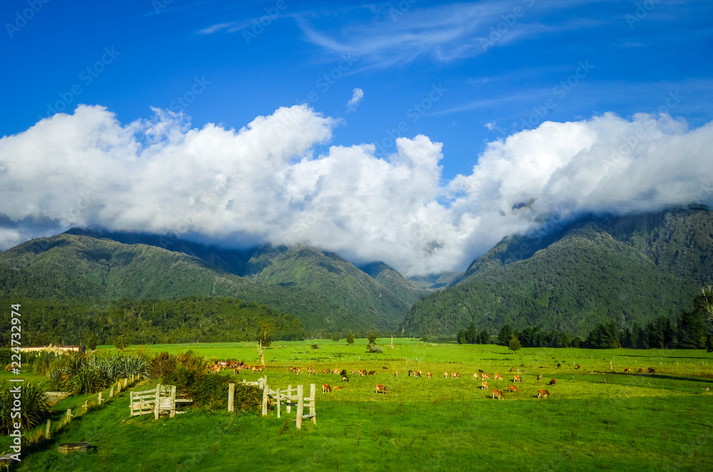 New Zealand countryside landscape