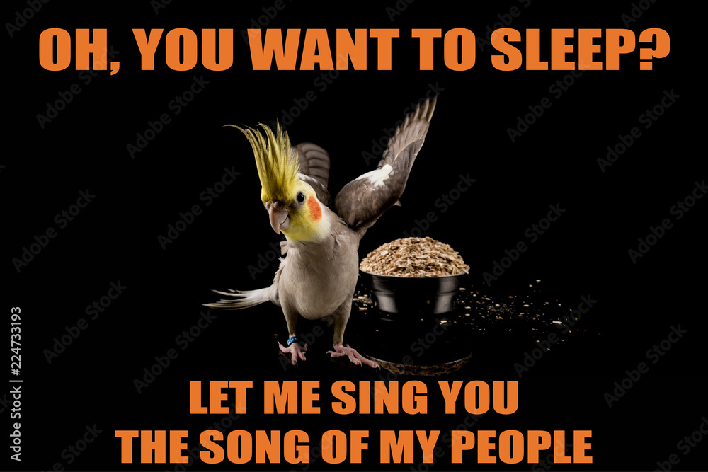 Funny Parrot meme, you want to sleep?, Let me sing you the song of my  people. cool memes and quotes Stock Photo | Adobe Stock