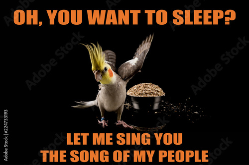 Funny Parrot Meme You Want To Sleep Let Me Sing You The Song Of My People Cool Memes And Quotes Stock Photo Adobe Stock Funny Parrot Meme You Want To Sleep Let Me Sing You The Song Of My People Cool Memes And Quotes Stock Photo Adobe Stock