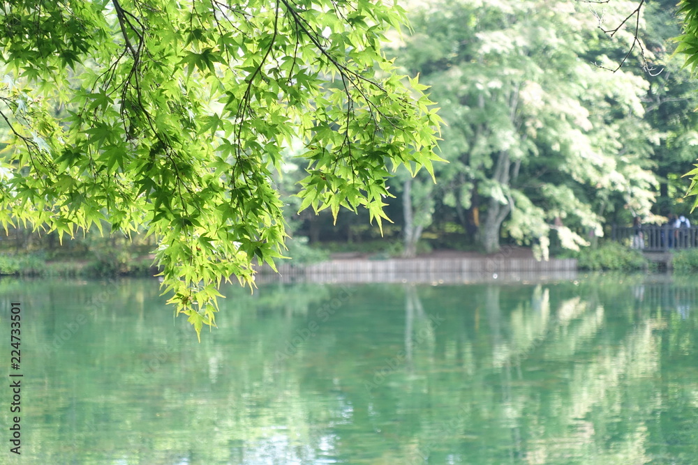 Green maple leaves reflected on water surface at Kumaboike (Kumabo Pond) at Karuizawa, Japan.