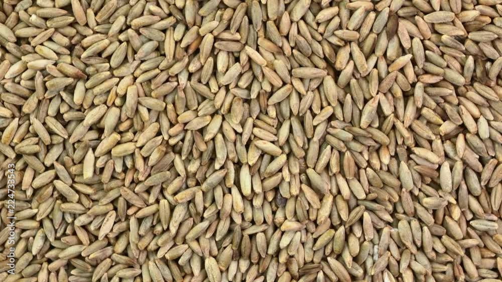 closeup of rye grain - rotating background, top view closeup of rye grain - rotating background, top view