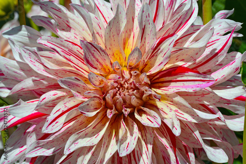 Fototapeta Naklejka Na Ścianę i Meble -  Close up of pink and white striped dahlia beauty
