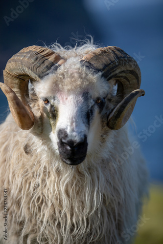 Färöer Inseln | Schaf