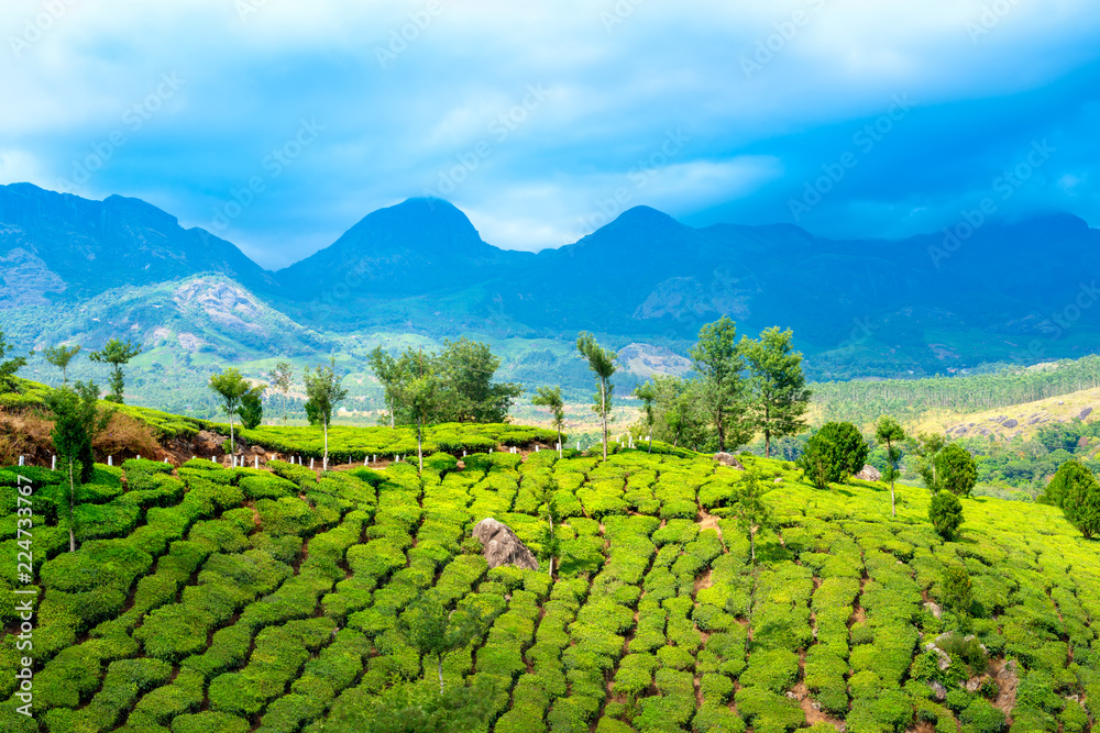 day time of India with green tea plantations, hills and mountains and blue sky, Kerala, Munnar, India day time of India with green tea plantations, hills and mountains and blue sky, Kerala, Munnar, India