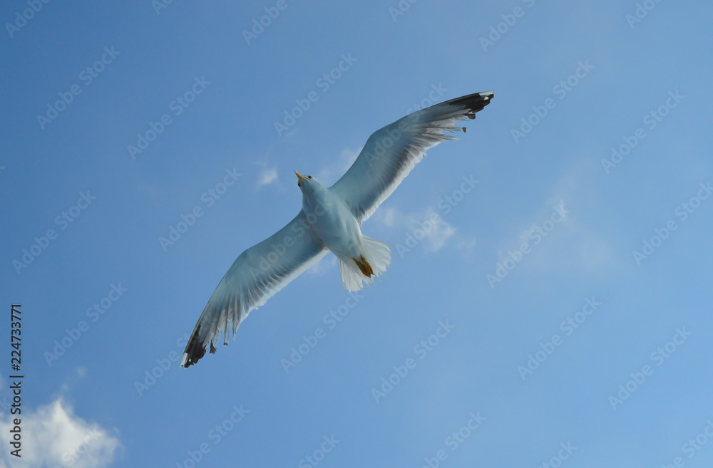 White seagull flying over Saronic Gulf in Greece