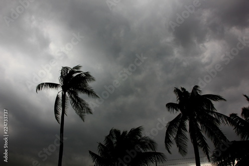 Tablou pe pânză the rain storm big wind impact coconut tree with gray sky background