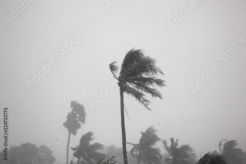 the rain storm big wind impact coconut tree with gray sky background