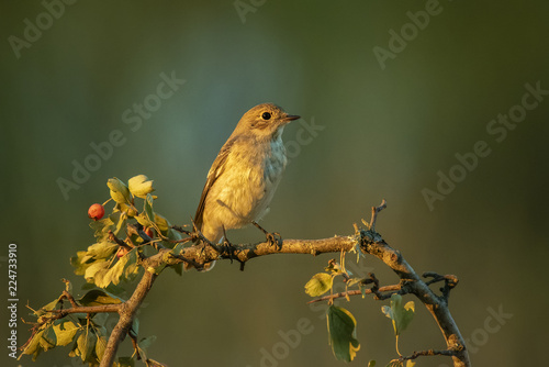 Ficedula hypoleuca photo