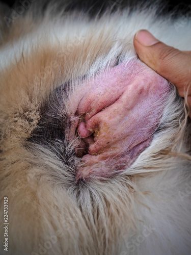 IN selective focus of dog ear problem,the Otitis Externa and Otitis Media in dog ear,the inflammation of a dog external ear canal,pain,itching and redness,blurry light around photo