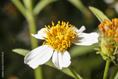 Bees on white flowers have yellow stamens.