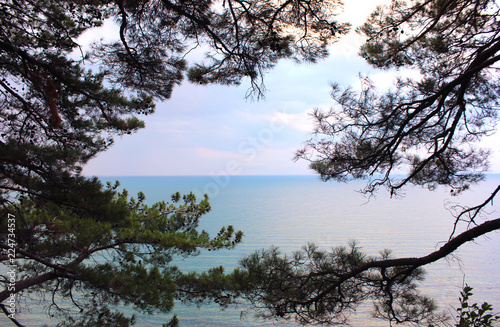 pine trees and the sea