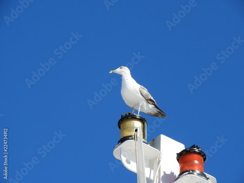 Seagull are standing and watching around