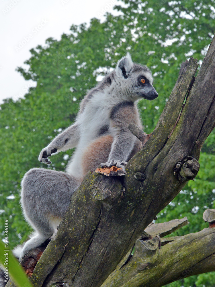 Naklejka premium lemure visto in primo piano