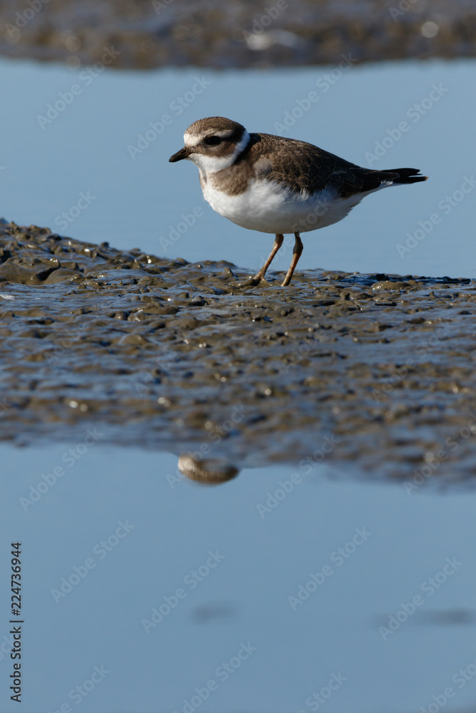 Ringed Plover (Charadrius hiaticula). Ringed Plover (Charadrius hiaticula).