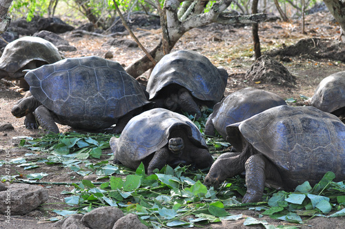 Photography Galapagos Tortoise