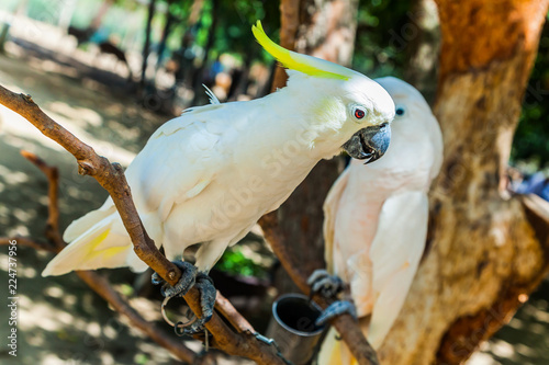  Beautiful White Cockatoo Parrot