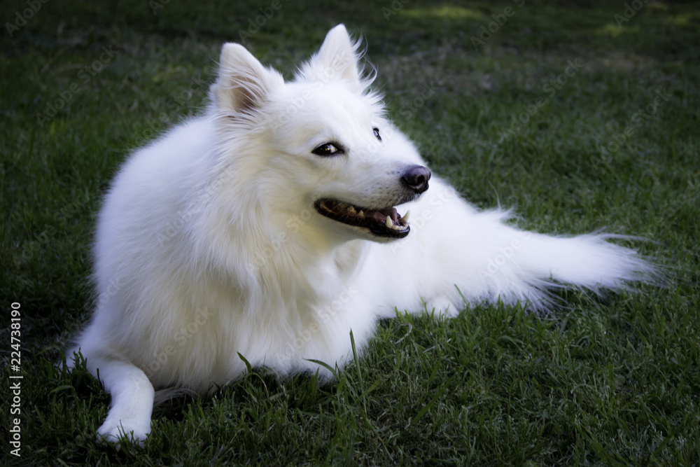White American Eskimo with a Big Smile on a Field of Green Grass