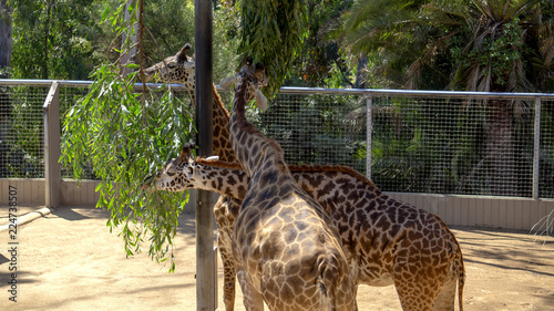 Photography Giraffe Party