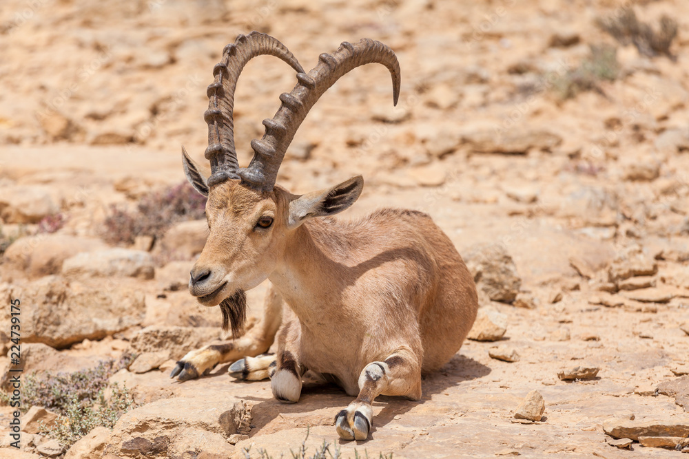 Nice view of Nubian ibex goat Nice view of Nubian ibex goat