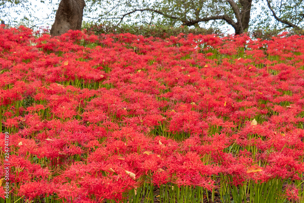 A cluster amaryllis at Gongendo Park in Satte City, Saitama Prefecture, Japan A cluster amaryllis at Gongendo Park in Satte City, Saitama Prefecture, Japan