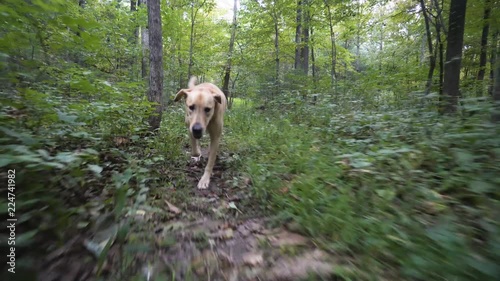 Yellow lab jauntily running through a forest. photo