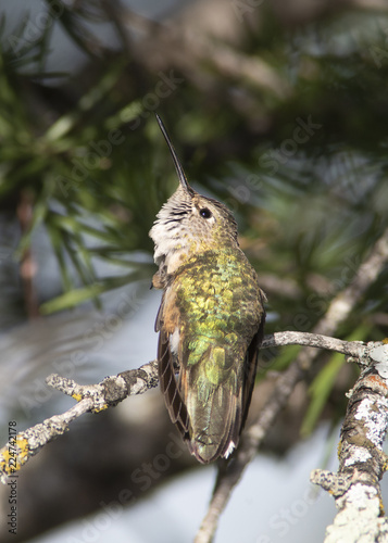 Broad-Tailed Hummingbird photo