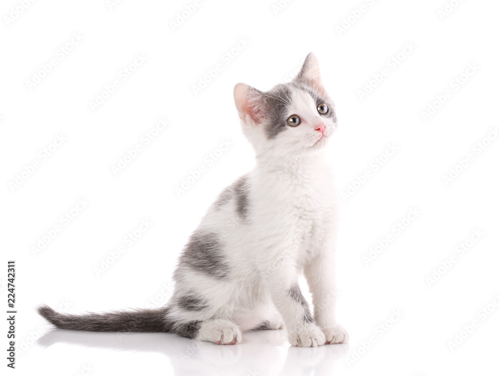 Cat is isolated on white. Little funny kitten