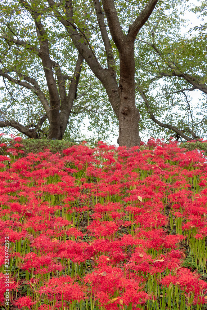 A cluster amaryllis at Gongendo Park in Satte City, Saitama Prefecture, Japan A cluster amaryllis at Gongendo Park in Satte City, Saitama Prefecture, Japan